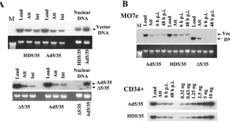 TABLE 1. Intracellular localization of Ad5/35 and �5/35 virions inMO7e cells 2 h postinfectiona