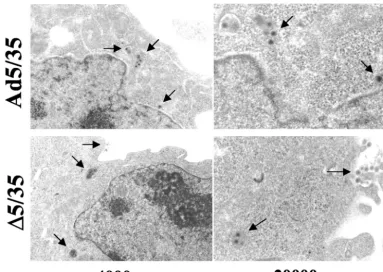 FIG. 6. EM analysis of intracellular distribution for �5/35 and Ad5/35 vectors in MO7e cells 2 h after virus infection