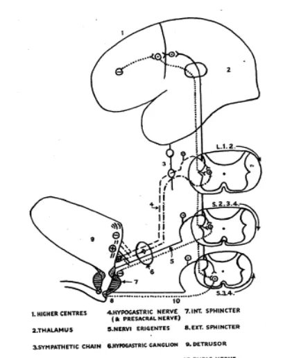 Figure: 1. Nerve supply of bladder 