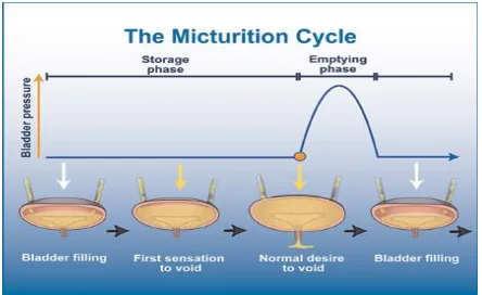 Figure a : Micturition cycle 