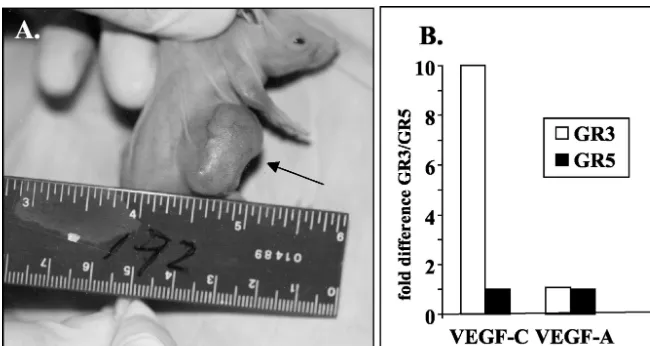 FIG. 2. Tat increases vGPCR-mediated NF-�and C) and NF-AT (B and D) carried out as described in Materials and Methods on transfected GR3 cells (A and B) or on lysates of nude mousetumors (C and D)