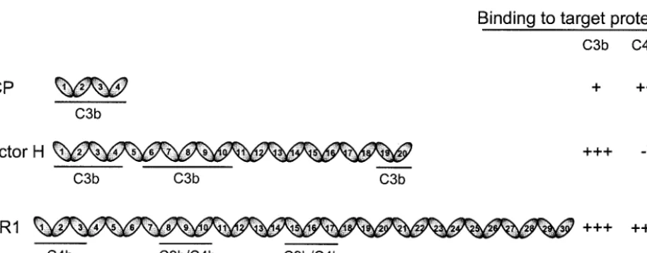 FIG. 1. Schematic representation of structures of VCP, factor H, and sCR1. VCP is entirely composed of four SCR or CCP modules, whereasthe human complement regulators factor H and complement receptor 1 are composed of 20 and 30 SCRs, respectively