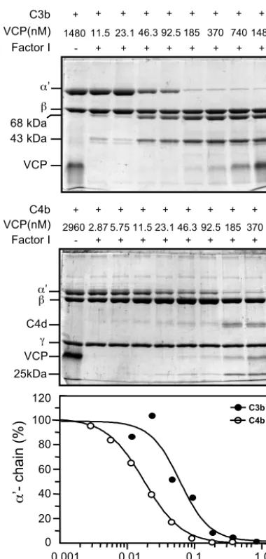 FIG. 6. Comparison of factor I cofactor activity of VCP for C3band C4b. Equimolar concentrations of C3b or C4b and factor I were