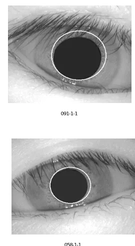 TABLE INSIDE THE PUPIL FOR PRESENTED METHOD FOR SEVERAL RADIUS 1: ERROR PERCENTAGE OF PUPIL INSIDE THE IRIS AND IRIS   VALUES.