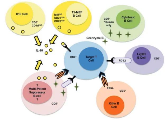 Figure 2. B-cell subsets can mediate immune suppression through multiple effector mech-duced by B cells, but the phenotype of these cells is undetermined
