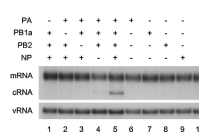 FIG. 1. Cycloheximide-mediatedinhibitionsequence. (A) Time course of viral infection in the absence (presence (middle panels are equally exposed, with a longer exposure of themiddle panel at right showing minor breakthrough of cycloheximideinhibition of cR