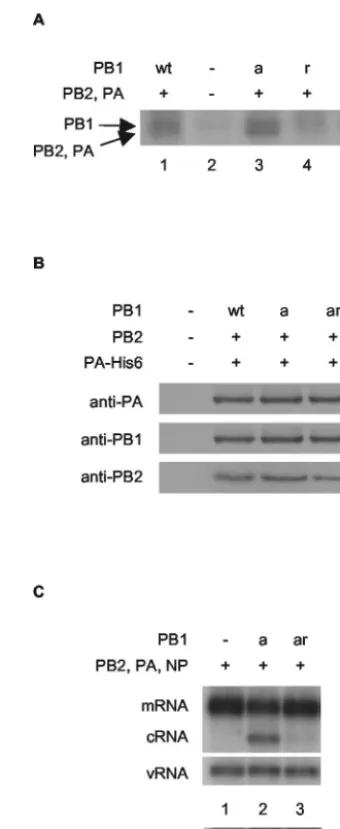FIG. 4. cRNA rescue is reduced by a mutation inhibiting the cRNApromoter-binding activity of PB1
