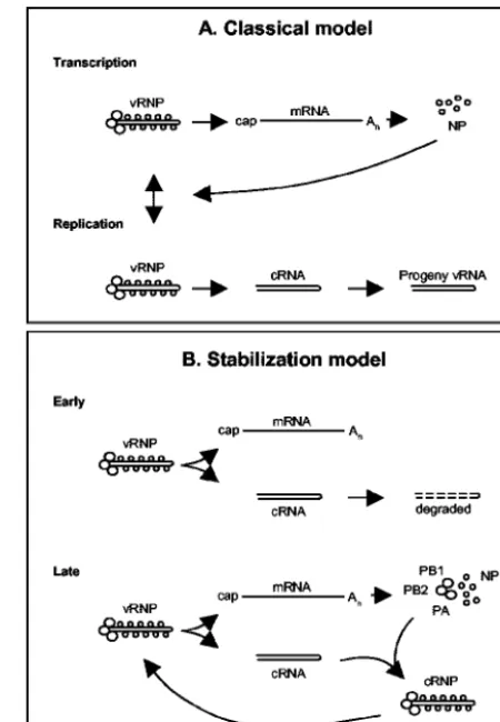 FIG. 5. Models for switching between inﬂuenza A viral transcrip-tion and replication. (A) Classical model