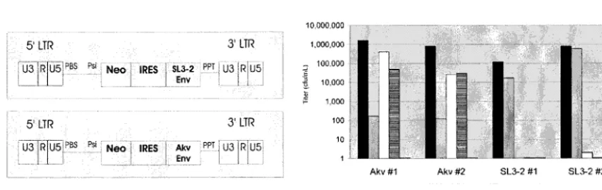 FIG. 1. Bicistronic vector designs and titers. (A) The vector backbone is based on the Akv MLV, in which the gagthe neomycin phosphotransferase II (Neo) selection marker and an internal ribosome entry site (IRES)