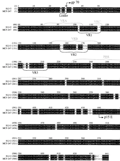 FIG. 2. Alignment of the amino acid sequences of the MCF 247 and SL3-2 envelope proteins