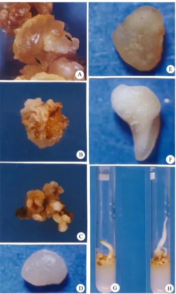 Figure 1. Plantlet regeneration via somatic embryogenesis in C: embryogenic calli; D: globular embryoids ×20; E: heart-shaped somatic embryo ×20; F: torpedo somatic embryo showing bipolarity ×20; G: plantlet regeneration from somatic nonembryogenic, embryo