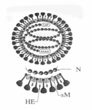 Figure 2.4. Diagrammatic representation of the structural components and schematic morphology of coronavirus virions