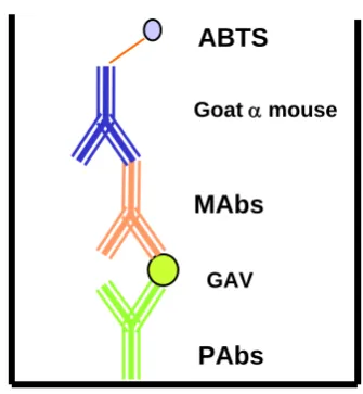 Figure 5.1. A diagrammatic representation of the capture ELISA used in this study to detect GAV 