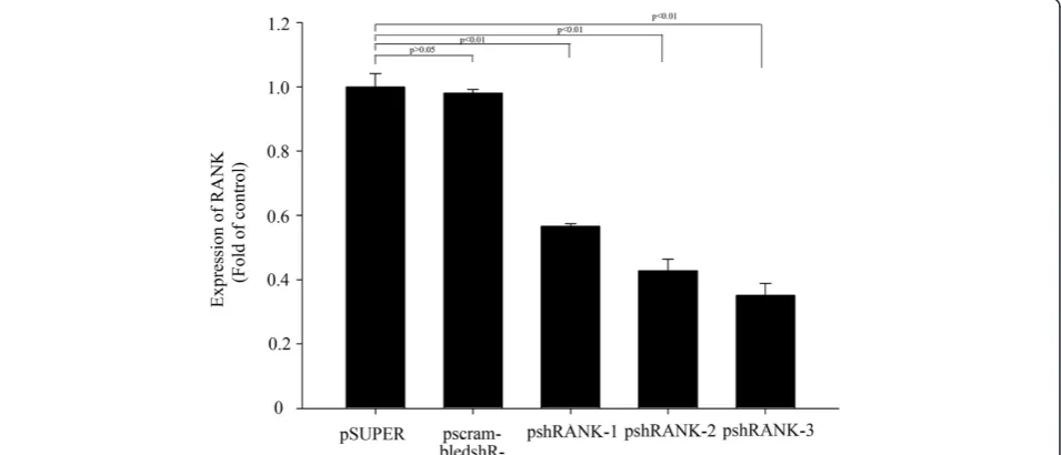 Figure 2 RANK gene expression inhibited by shRNAs and the inhibition rate of psh RANK-1, psh RANK-2 and psh RANK-3