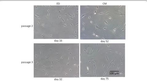 Figure 2 Migrating tenocytes of the LHB. The tendon slices were put into petri-dishes, incubated (37°C, 5% CO2) in cell culture medium(DMEM/HAM’s F12) and analyzed by light microscopy