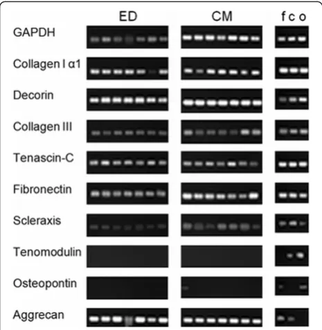 Figure 4 Cell proliferation. Absolute number of cells from passage1 to 3 (n = 7). Proliferation was almost similar for TLCC of bothisolation methods, however yield of cell and proliferation rateseemed to be more variable for ED