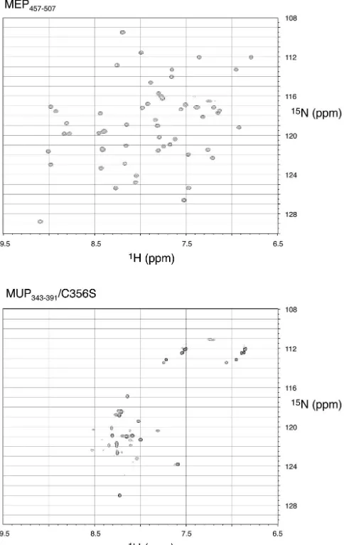 FIG. 6. 2D1MUPH-15N HSQC NMR spectra of MEP457-507 and343-391/C356S collected at 15°C.