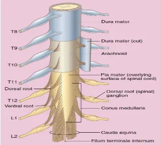 Fig 1: Coverings of spinal cord 