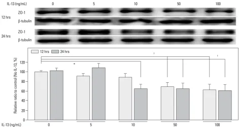 Fig. 2. Effects of IL-13 on ZO-1 protein levels in cultured human podocytes as assayed by Western blotting