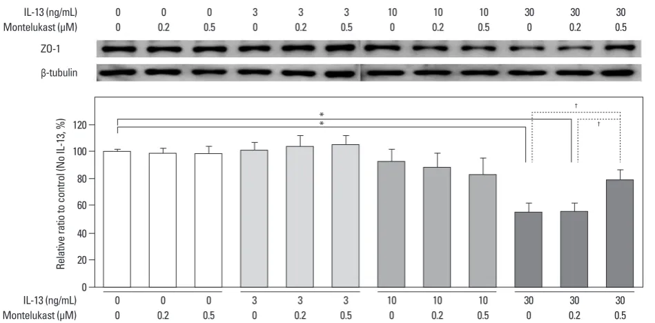 Fig. 3. Effects of montelukast on ZO-1 protein levels in cultured human podocytes assayed by Western blotting