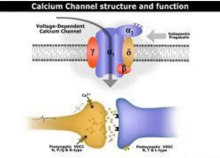 Figure  3. Structure of calcium channel  