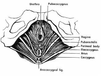 FIG:2-Anatomical relations of anal canal 