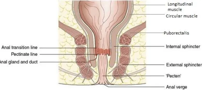 Fig:3- Anal canal anatomy 
