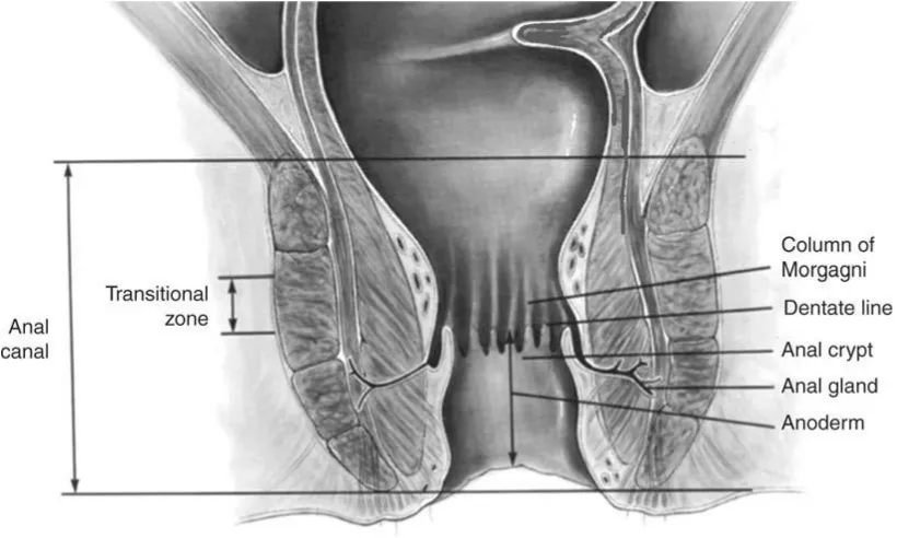 Fig:5- Dentate line –Anatomy 