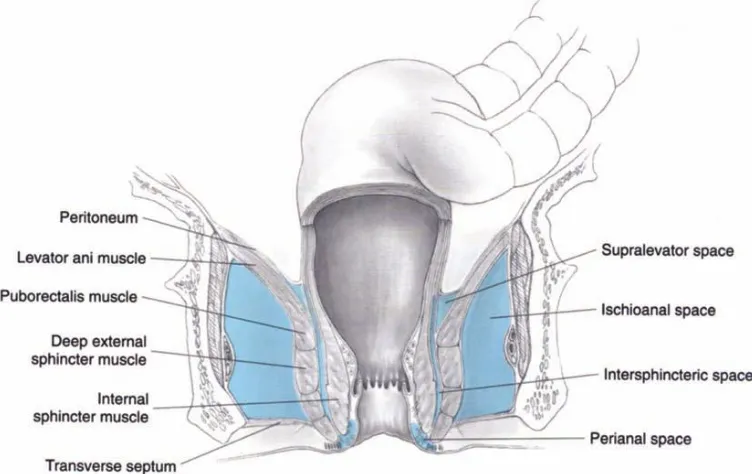 Fig:6-Muscles of anal canal 