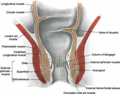 Fig:8-Muscles of anorectal region 
