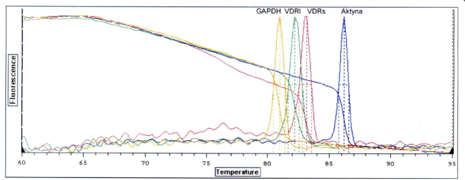 Figure 3 Dissociation curves indicating number of nucleic acids amplification products and Tm of amplimers: amplimer GAPDH(Tm = 80,1°C), amplimer VDRl (Tm = 82,2°C), amplimer VDRs (Tm = 83,1°C), amplimer β-actin (Tm = 86,2°C).