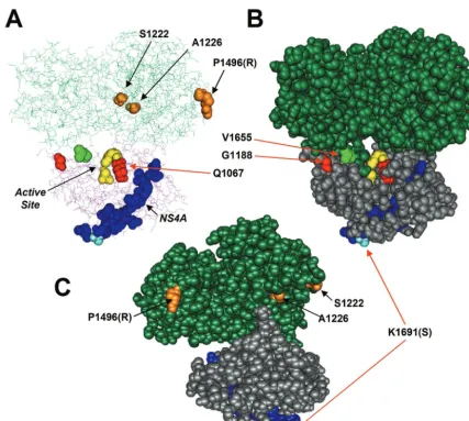 FIG. 9. Structure of the NS3/4A serine protease/helicase enzyme complex derived from the genotype 1b BK strain of HCV (Protein Database1CU1) (27), with the locations of adaptive mutations highlighted