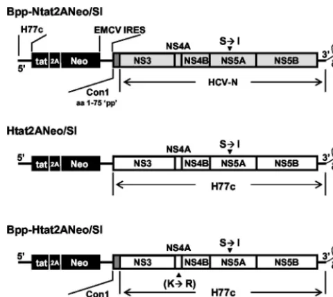 FIG. 1. Organization of the selectable subgenomic dicistronic HCVreplicons, Bpp-Ntat2ANeo/SI (identical to Ntat2ANeo/SI described