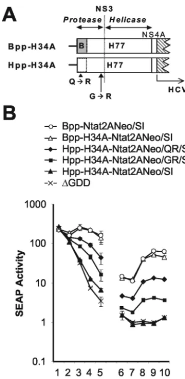 FIG. 3. (A) Schematic depicting the organization of the 5�collected at 24 h intervals following transfection of En5-3 cells withvarious chimeric 1a-1b replicons including Bpp-H34A-Ntat2ANeo/SI,Hpp-H34A-Ntat2ANeo/SI, Hpp-H34A-Ntat2ANeo/QR/SI, and Hpp-H34A-N