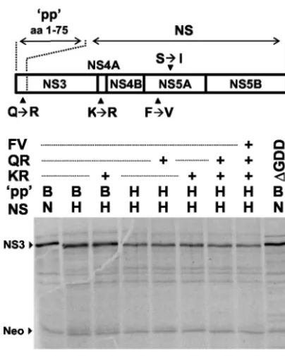 FIG. 5. Adaptive mutations within the polyprotein do not inﬂuencethe efﬁciency of polyprotein translation under control of the EMCV