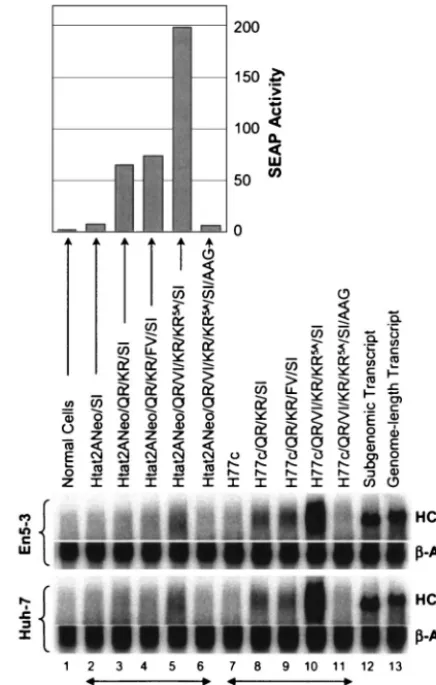 FIG. 7. Northern analysis of HCV RNA abundance 4 days fol-lowing transfection of normal Huh7 or En5-3 cells with the indi-