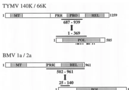 FIG. 7. Comparison of the protein domains involved in interactionsbetween replication proteins of different members of the alphavirus-