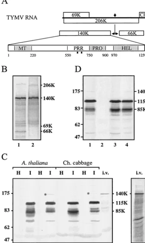 FIG. 1. Generation and characterization of anti-140K antibodies.(A) Schematic representation of the genomic organization of TYMV
