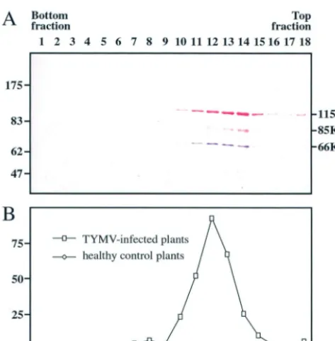 FIG. 3. Cofractionation of 66K and 140K-derived proteins inTYMV replication complexes