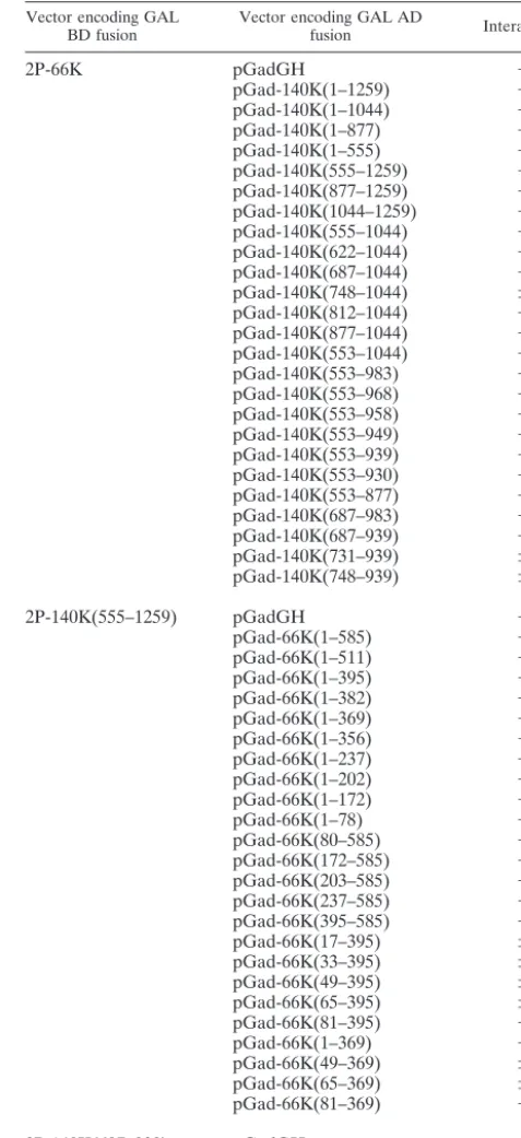 FIG. 6. Coimmunoprecipitation of 66K and 140K-derived proteinsin TYMV replication complexes