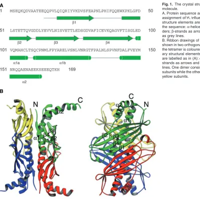 Fig. 1.The crystal structure of the SecB 