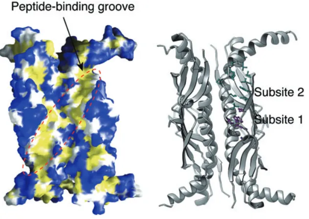 Fig. 2.The peptide-binding groove within the SecB molecule. The left panel shows the molecular surface of SecB, coloured according to the underlying atoms: all backbone atoms, white; all non-charged polar and charged side-chain atoms, blue; all hydrophobic