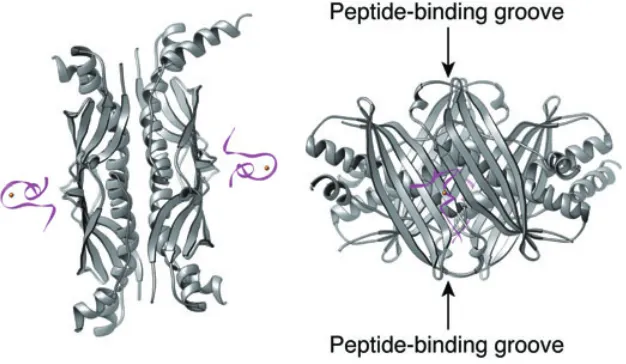 Fig. 3.The crystal structure of the SecB–SecAc complex. Ribbon drawings of the com-plex are shown in two different views