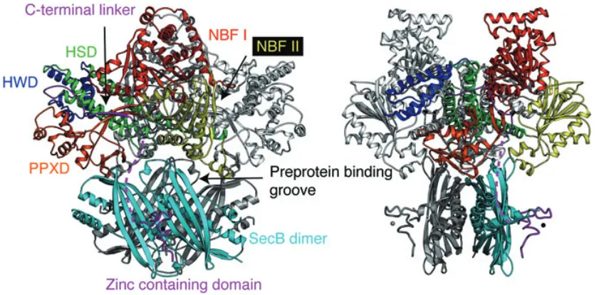 Fig. 4. A hypothetical model of SecA–SecB molecular complex. The hypothetical SecA–SecB complex is shown in two orthogonal views
