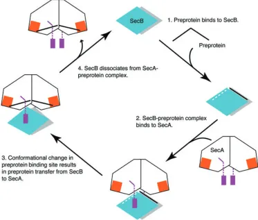Fig. 5. Model of the SecB-mediated preprotein targeting in the bacterial protein translocation pathway