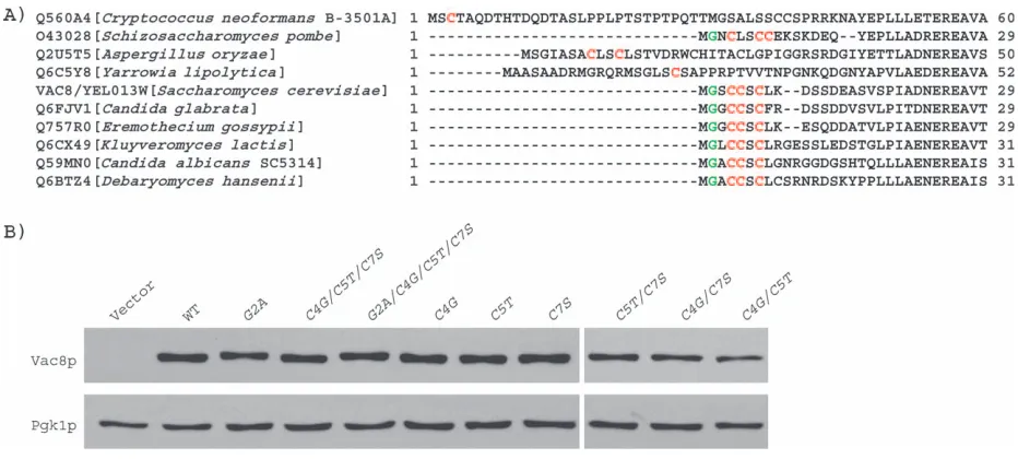 Figure 1: Acylation of Vac8p is not required for protein stability. A) Sequence alignment of Vac8p homologues in fungi