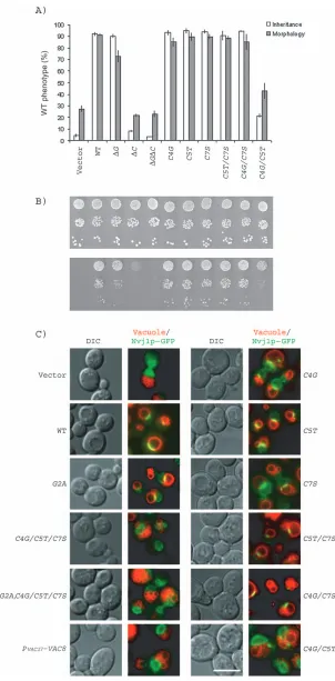 Figure 3: Functional analysis of Vac8ppalmitoylation mutants. A) Vacuole inherit-ance and vacuole homotypic fusion in wild-type and mutant vac8 cells