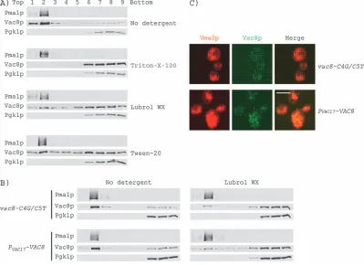 Figure 5: Palmitoylation plays a role in targeting Vac8p to specific microdomains. A) Solubility of Vac8p in the absence or presence