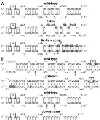 FIG. 1. Predicted secondary structures of wild-type and mutant antigenomic RNA. (A) The wild type and 6�(66comparison to the wild-type predicted structure