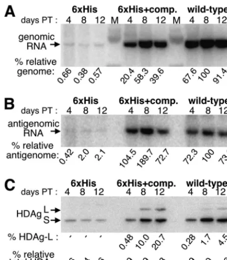 FIG. 2. Replication and HDAg expression of the 6�6ysis probing for genomic RNA (A) and antigenomic RNA (B) andWestern blot analysis for HDAg (C) with samples obtained fromHuH7 cells transiently transfected with cDNA that expressed circulargenomic RNA and h